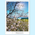 Affiche Anse de Paulilles - Amandiers