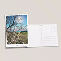 Carte postale Paulilles - Amandiers